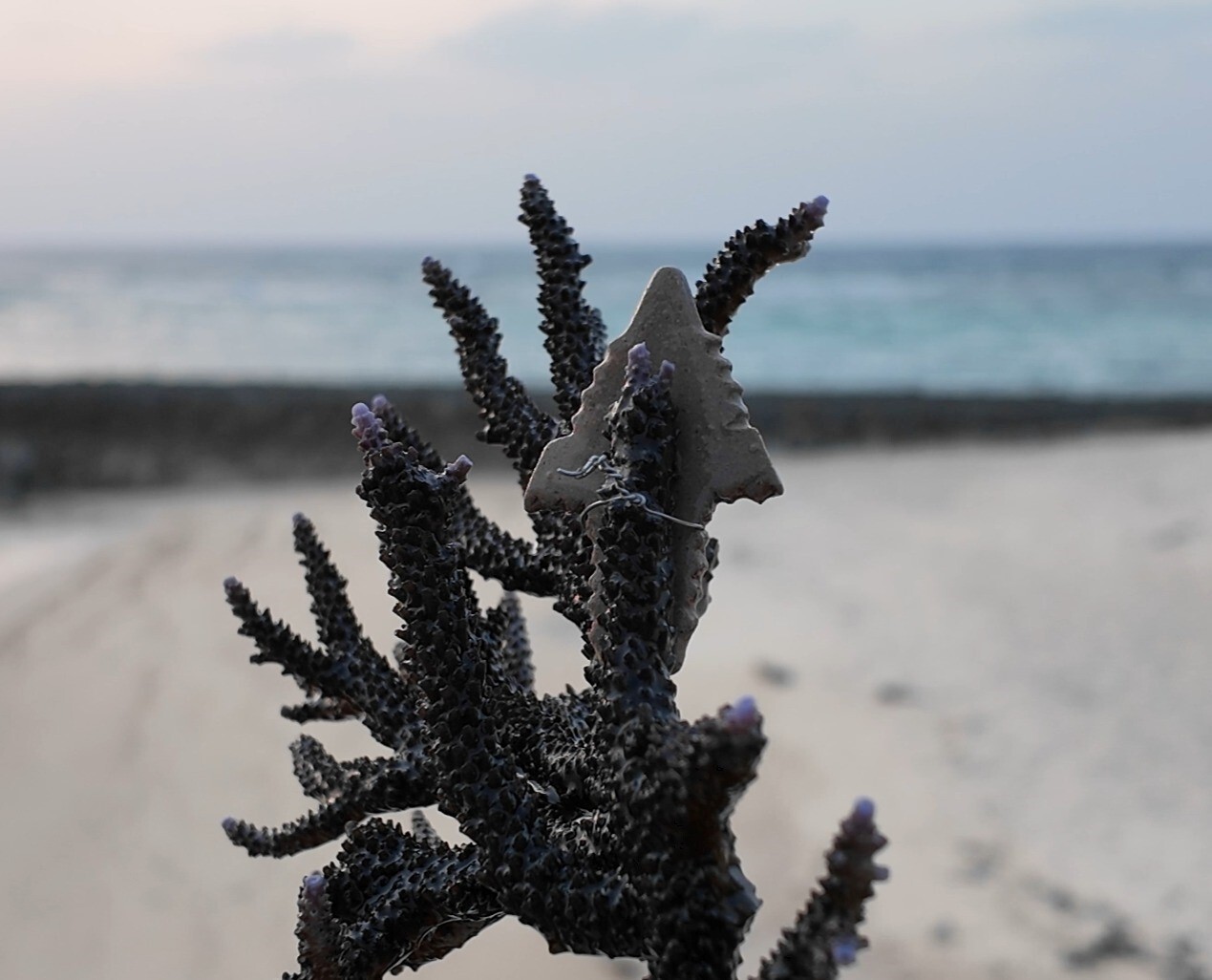 Coral fragment with an arrow-shaped tool attached, on a beach
